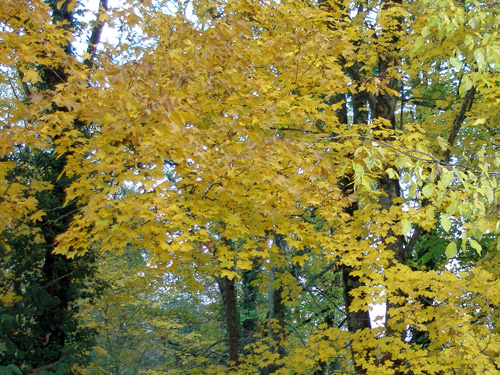 私の書斎からの眺め