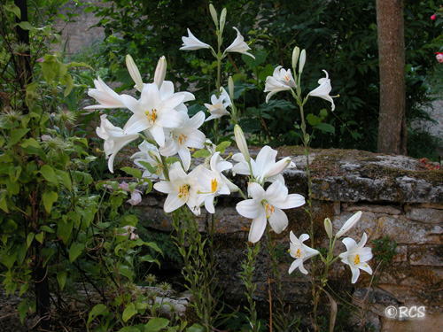 フランス王家の紋章はユリの花 - エスカルゴの国から フランス王家の紋章はユリの花 - エスカルゴの国から